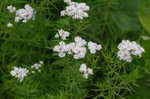 Narrowleaf mountainmint